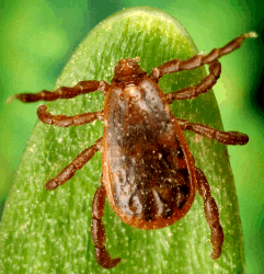 brown dog tick