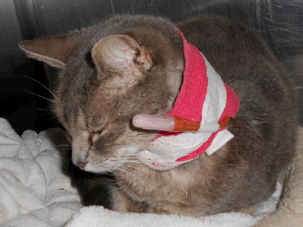 A pet with an Esophagostomy tube