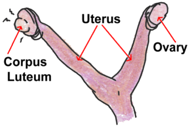 Canine reproductive tract showing corpus luteum Canine reproductive tract showing corpus luteum