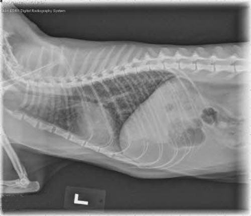  Radiograph of an asthmatic cat during an attack