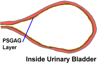 Inside Urinary Bladder