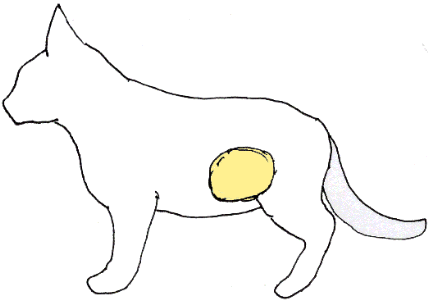 Location of urinary bladder is shown in yellow. 