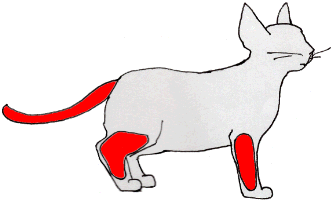 Injections should be given below the elbow/knee or in the tail as depicted above.