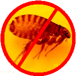 no fleas