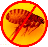 No Fleas