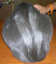 cat balding near tail