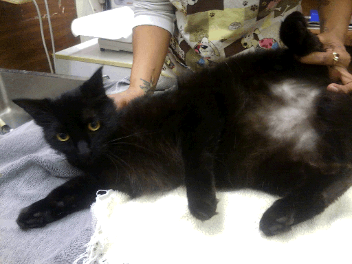 cat losing hair on one side of body