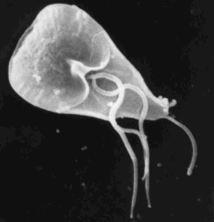 Electron Micrograph of a Giardia trophozoite