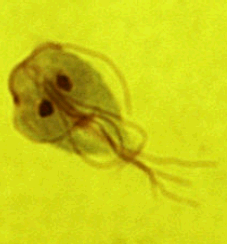 The Giardia trophozoite when stained appears to have a funny face.