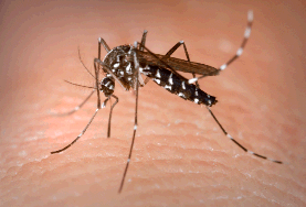 Aedes albopictus