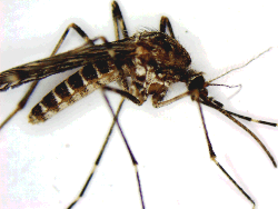 Aedes sierrensis