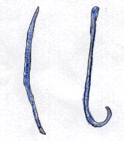 Dirofileria immitus (left) has a pointy nose, while Dipetalonema's nose is flat. Dirofileria immitus (left) has a pointy nose, while Dipetalonema's nose is flat.