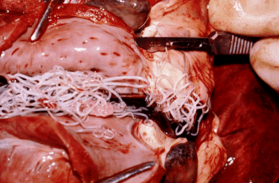 Heart specimen with cluster of heartworms inside Heart specimen with cluster of heartworms inside