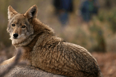 The coyote is the main wildlife reservoir for heartworm in our area