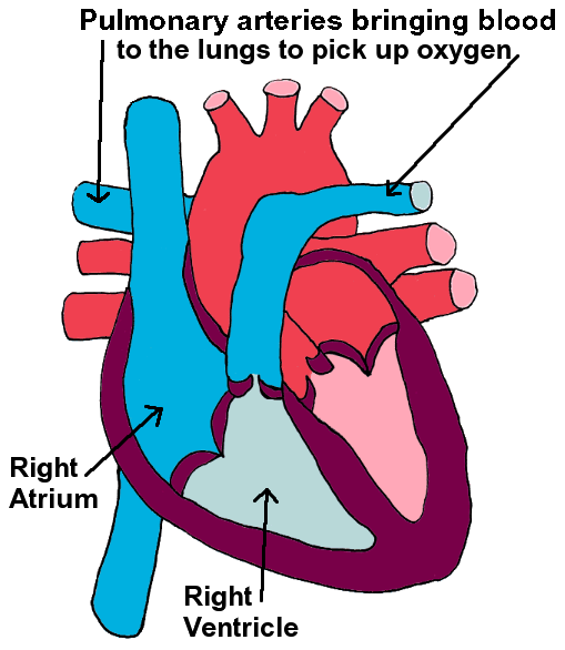 Diagram Showing a Normal Heart
