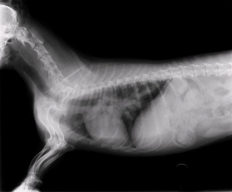 Chest radiograph from a severely affected dog Chest radiograph from a severely affected dog