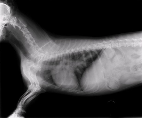 Chest radiograph from a severely affected dog