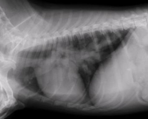 Chest radiograph from a severely affected dog