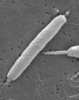 HELICOBACTER