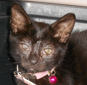 Kitten with Herpes infection. Note the irritated eyes.