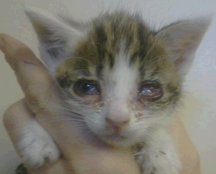 Very young kitten with herpes conjunctivitis.