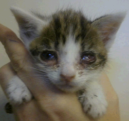 Herpes Viral Conjuctivitis (Feline) - Mar Vista Animal ...