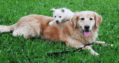 Small dog on big dog