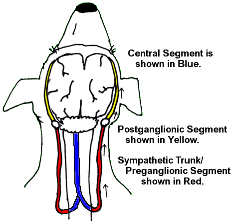 Horners Brain in dog