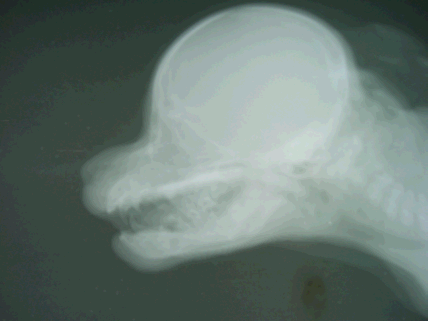 Radiograph of a hydrocephalic puppy.