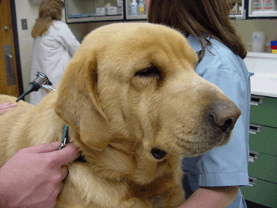 how is dog hypothyroidism diagnosed