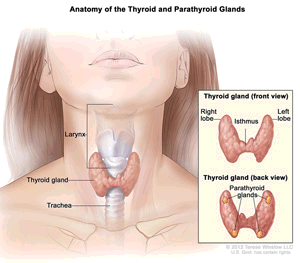 The human thyroid glands actually connect across the windpipe forming what is classically decribed as an “H”