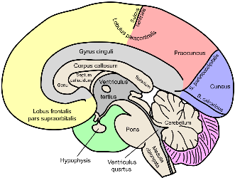 graphic showing brain anatomy graphic showing brain anatomy