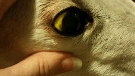 jaundiced/icteric eyes of a dog