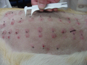 Reading an intradermal skin test on a dog