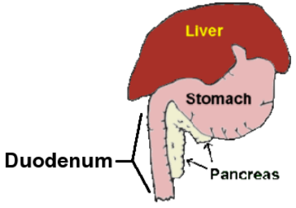 Graphic showing anatomy of the pancreas, stomach and liver