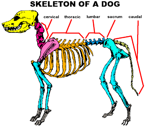 Graphic showing bone anatomy of a dog