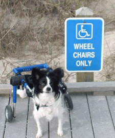 Dog in walking device