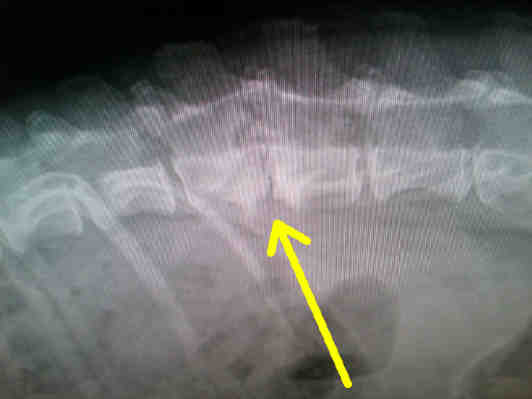 calcified disc dog