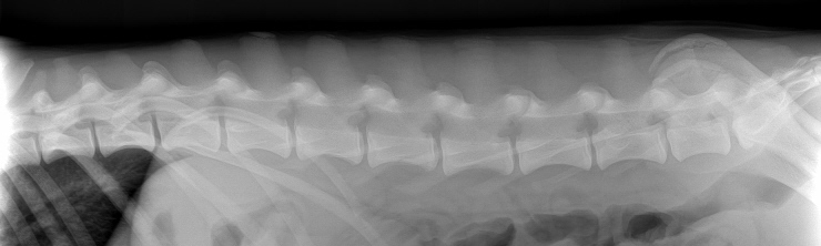 Lower back spinal column of a dog showing the vertebrae and disk spaces in between them