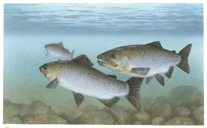 Pacific Salmon