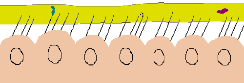 Cilia animation