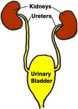 renal illustration