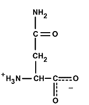 asparagine chemical structure 2