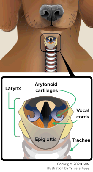 Illustration of Laryngeal paralysis