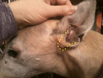 Trixie Brooks normal dog ear