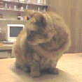 cat on counter cat on counter