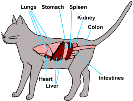 Image showing anatomy of a cat