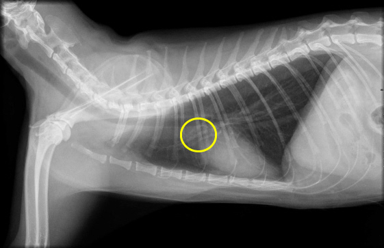 Chest radiograph of a cat with area of the thymus and mediastinal lymph nodes marked.