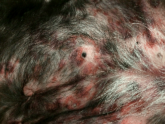 Same cancer but without the nodules it looks more like a bad infection.