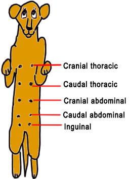 canine mammary glands